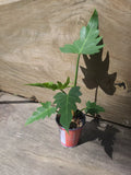 Philodendron Radiatum Plant 4" Pot 5 Leaves - Tropical Houseplant, Indoor Greenery, Exotic Foliage, Philodendron Species