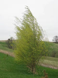 Hybrid Willow Tree - Fast Growing Austree Willow - Privacy or Shade - Ideal for Gardens and Landscapes - Salix × sepulcralis