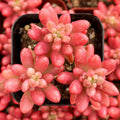 Sedum Rubrotinctum "Aurora" - Pink Jelly Beans - 2" Diameter Potted Succulent Plant