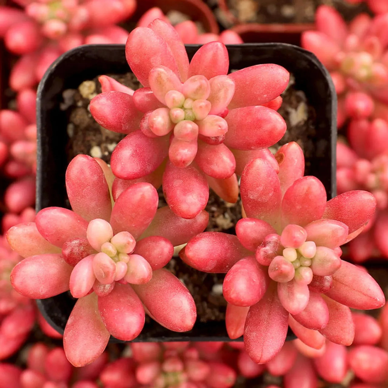 Sedum Rubrotinctum "Aurora" - Pink Jelly Beans - 2" Diameter Potted Succulent Plant