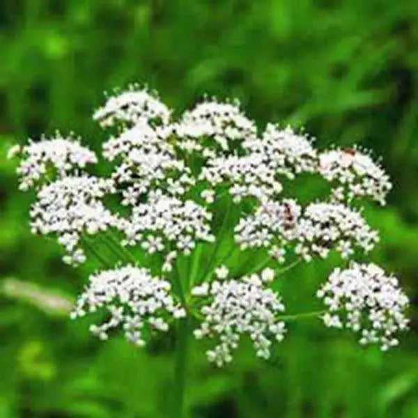 Anise Seeds - Heirloom, 25+ Seeds, Unique Flavor, Aromatic Herb, Spice (Pimpinella anisum)