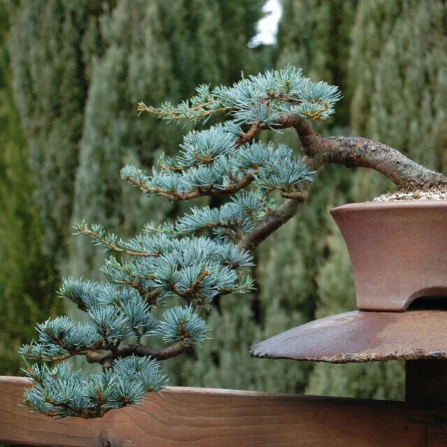 Blue Spruce Bonsai Tree Seeds - 20 Pack, Coniferous Variety, Picea pungens