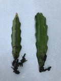 Rooted Dragon Fruit Cutting - White Pitaya Cactus - Hylocereus undatus - Ready to Plant
