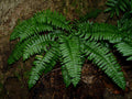 Christmas Fern Bare Root Plants (3 Pack) - Polystichum Acrostichoides for Shade Gardens and Natural Landscaping