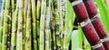 Fresh Cut Sugar Cane Sticks 10 LB Green Purple Non-GMO - Sweet Cane (Saccharum officinarum)