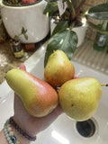 Forelle Pear Seeds - 5 Pack - Green Fruit - Non-GMO - Easy Grow Edible for Smoothies - Pyrus communis