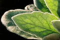 Mullein Plants 2-Pack, Organic Medicinal Herb, Verbascum thapsus, Wildcrafted