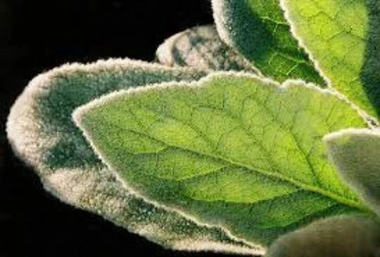 Mullein Plants 2-Pack, Organic Medicinal Herb, Verbascum thapsus, Wildcrafted