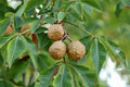 Buckeye Tree Seeds for Planting, 2 Seeds, Ohio State Tree, Aesculus glabra