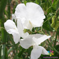 Swan Lake Sweet Pea Seeds - 50+ Count - Perennial Garden Flower Seeds - Lathyrus odoratus - USA