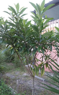 Loquat Tree Plant 4-8" Eatable Fruit Japanese Plum Tropical Leaves Tea Eriobotrya japonica