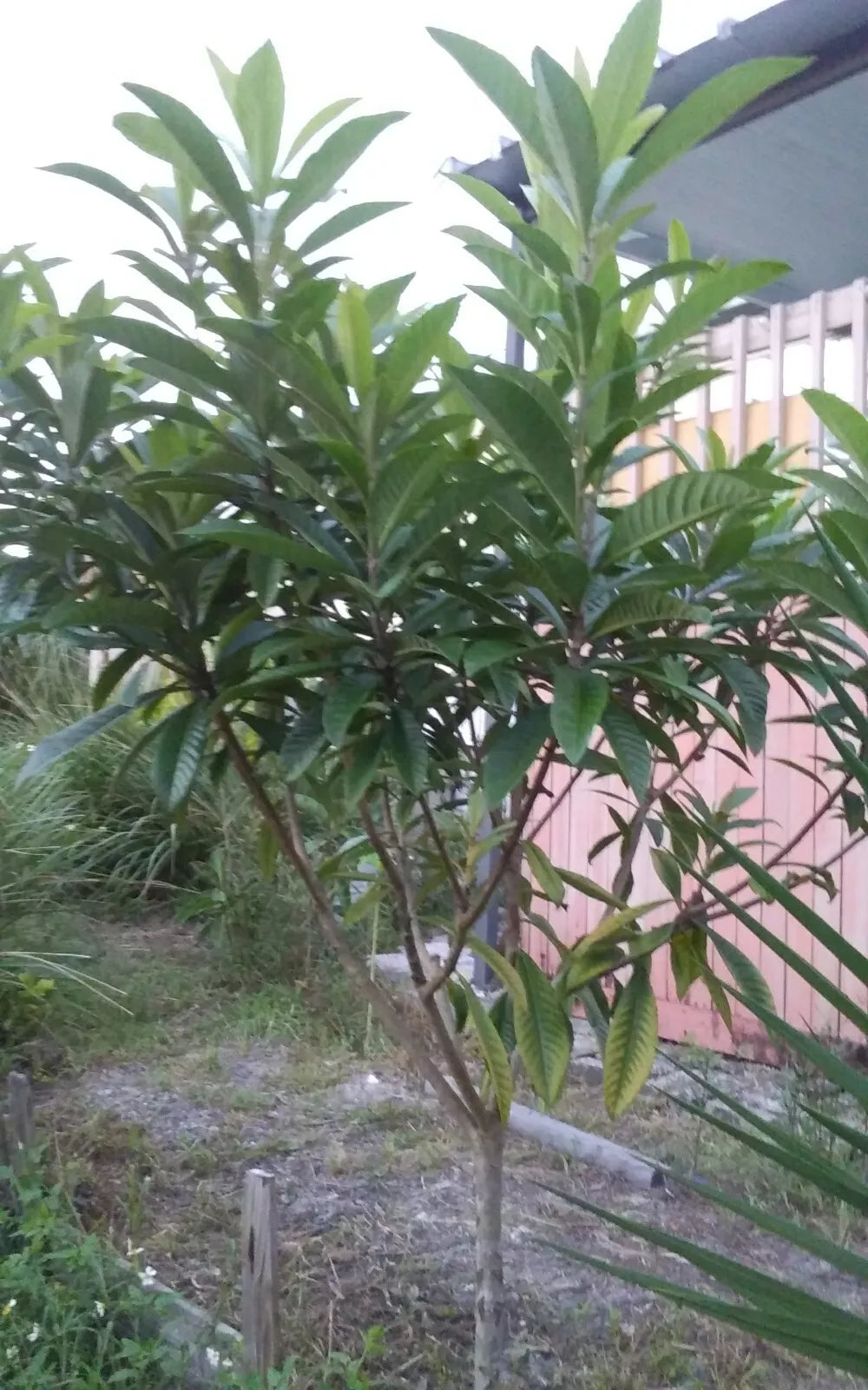 Loquat Tree Plant 4-8" Eatable Fruit Japanese Plum Tropical Leaves Tea Eriobotrya japonica