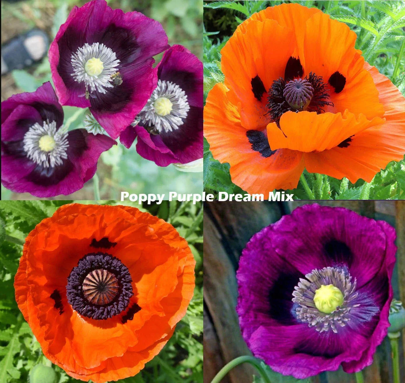 Purple Dream Mix Poppy Seeds - Non-GMO 500 Seeds - Lauren's Grape & Prince of Orange (Papaver)
