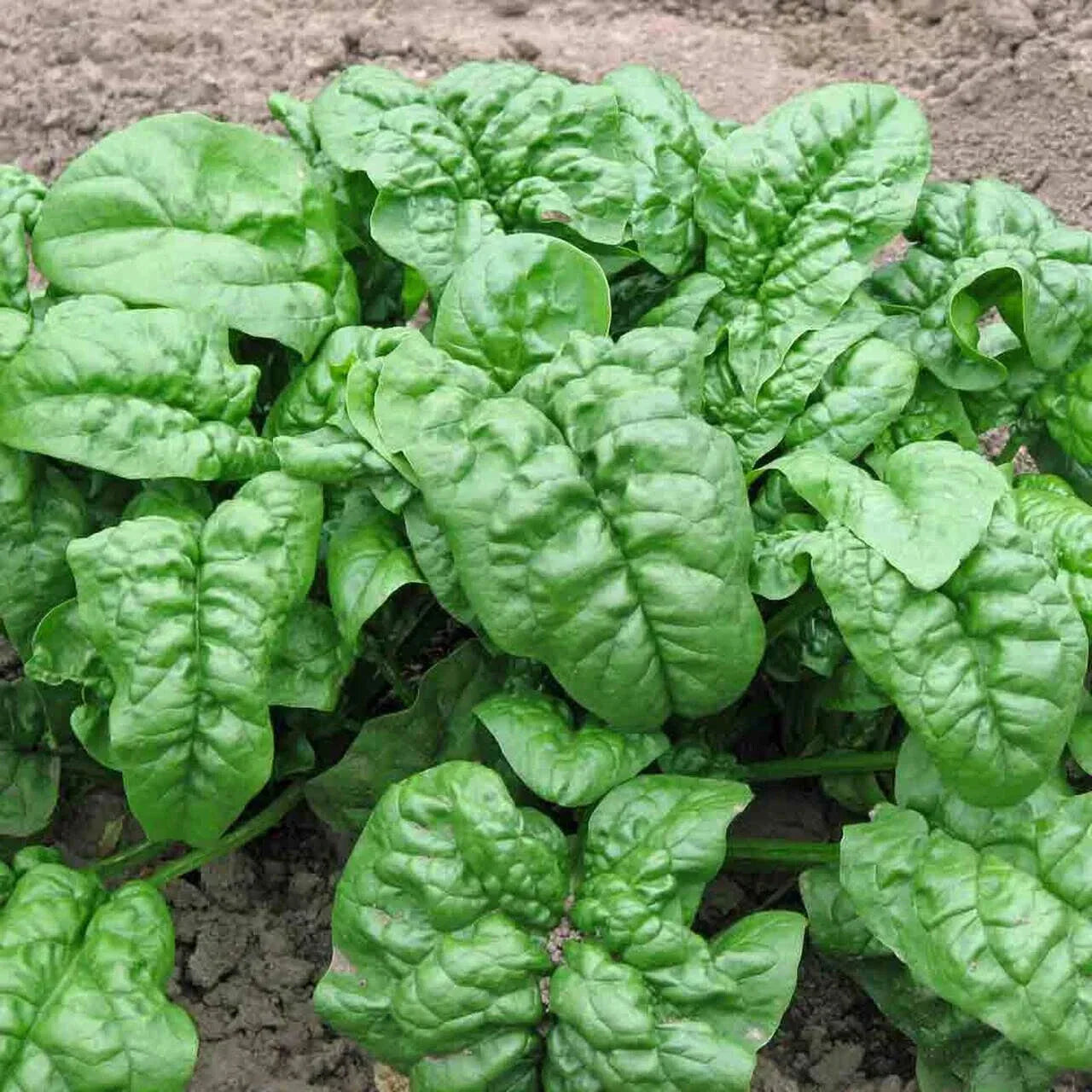 Giant Noble Spinach Seeds - Non-GMO Heirloom Fresh Garden Seeds - Bulk Pack for Planting (Spinacia oleracea)