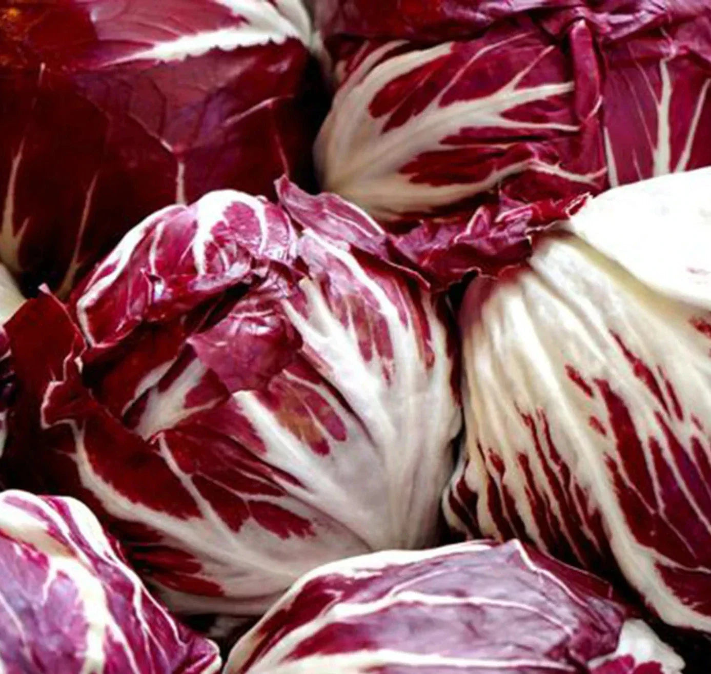 Radicchio Seeds 1000+ Palla Rosa Cool Season Vegetable Seeds - Cichorium intybus