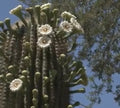Saguaro Cactus Seeds - 25+ Pack - Carnegiea gigantea - USA Seller