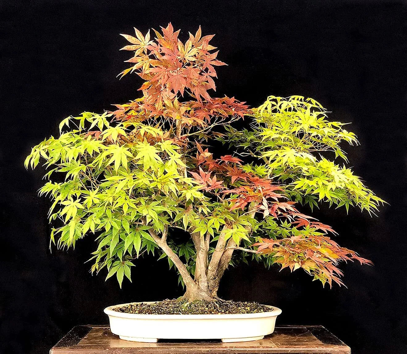 Bonsai Tree Seeds - Trident Maple - 20+ Seeds - A. platanoides - Ideal for Bonsai Cultivation, Highly Prized Variety