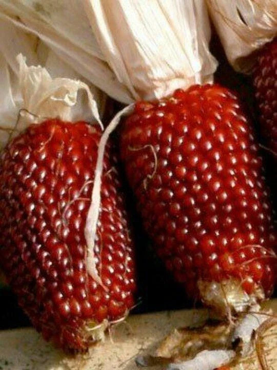 Red Strawberry Popcorn Seeds - Fresh Seed for Planting - Zea mays everta - Non-GMO, Heirloom Variety, FREE Shipping