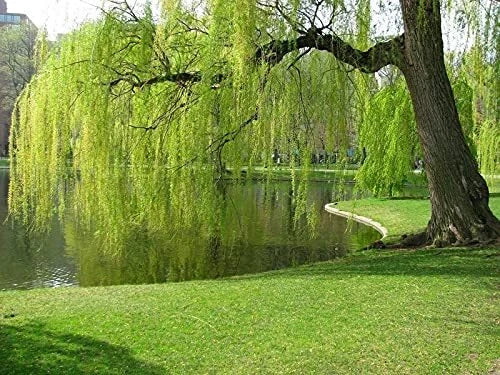 Weeping Willow Tree Cuttings Unrooted - 10 Fresh Cuttings (Salix babylonica)