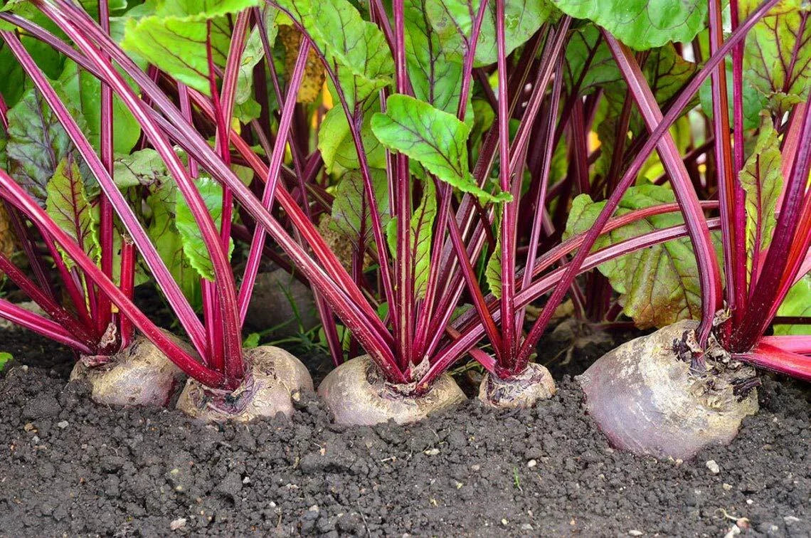 Detroit Red Beets Seeds - 250+ Organic Seeds - Beta vulgaris - Non-GMO, USA Grown, Ships from Iowa
