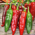 Big Jim Hot Pepper Seeds - 25+ Pack - Perfect for Gardening - Capsicum annuum - USA Grown - Free Shipping