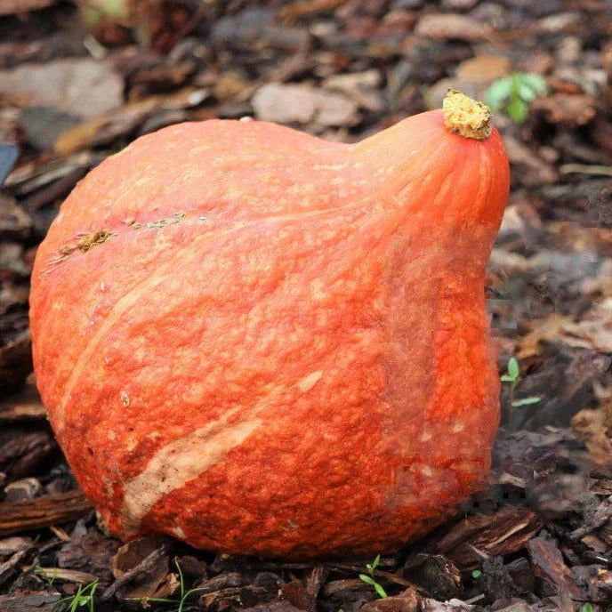 Golden Hubbard Squash Seeds - 20+ Count - Heirloom Vegetable Seeds for Garden (Cucurbita maxima)