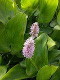 PINK Pickerel Rush Plant 6-8" Aquatic Perennial (Pontederia cordata) - Purple Blooms, Green Foliage for Water Gardens