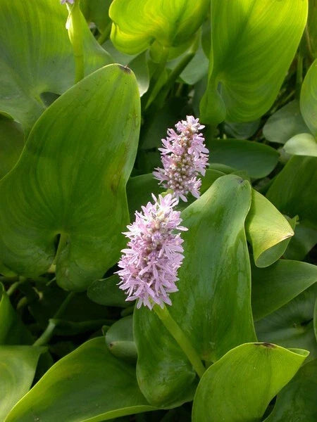 PINK Pickerel Rush Plant 6-8" Aquatic Perennial (Pontederia cordata) - Purple Blooms, Green Foliage for Water Gardens