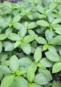 Egyptian Spinach Seeds - 200+ Seeds - Saluyot, Jute Molokhia - Corchorus olitorius - Free Green Eggplant Seeds