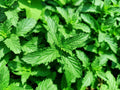 Organic Spearmint Plants - 5 Live Aromatic Herb Plants, Wild Mint (Mentha spicata)