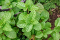 Upright Peppermint Plant, Established, Organic Culinary Medicinal Herb, Mentha