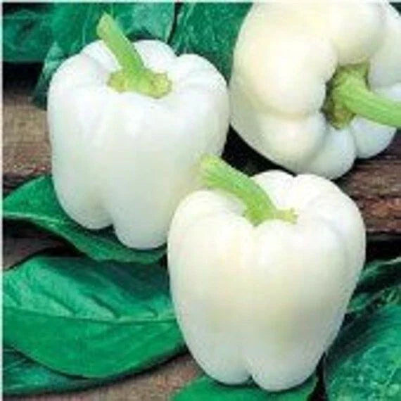 Heirloom White Bell Pepper Seeds - Organic Non-GMO - 120+ Fresh Seeds - Capsicum annuum
