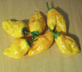 Pepperoncini Pepper Seeds 30+ Hot Orange Exotic Spice Culinary Vegetables Salsa Capsicum annuum