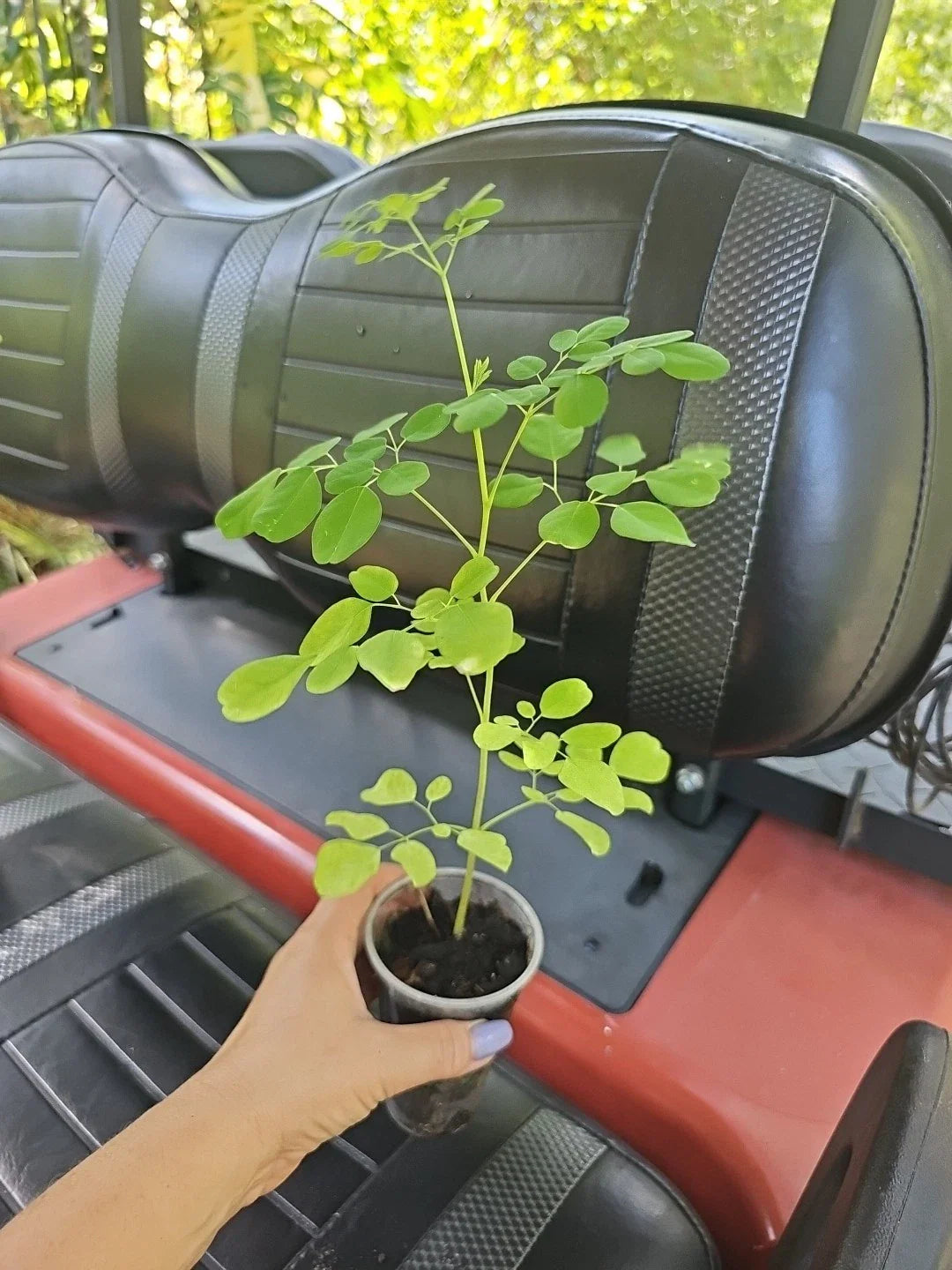 Moringa Live Plant 15" Tree of Life Food Forest - Moringa oleifera (No TX CA)