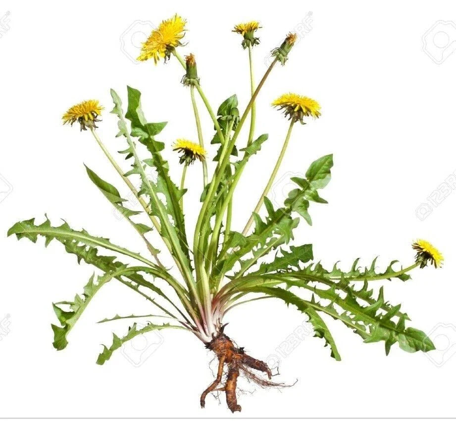 Dandelion Plants 10+ Wild Organic Non-GMO Heirloom Taraxacum officinale