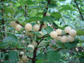Nanking White Sweet Bush Cherry Plant - Dormant, Rooted, Zones 2-7, Non-Self-Pollinating, Ideal for Cooking & Juicing