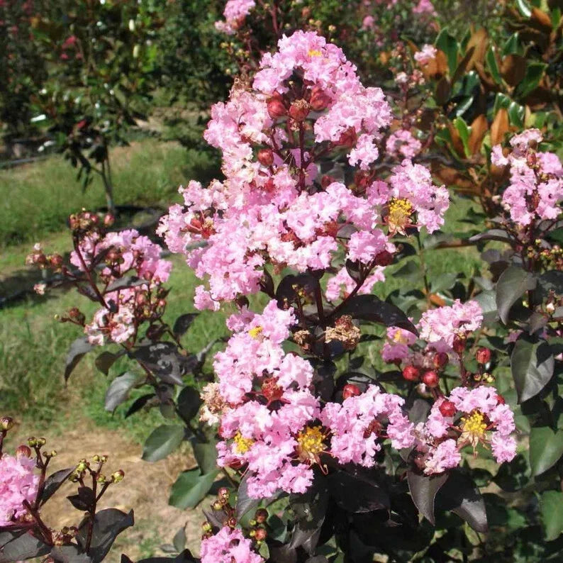 Rhapsody Cape Myrtle Seeds - 20 Perennial Flower Seeds - Lagerstroemia indica - US Seller