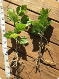 Organic Live Rose of Sharon Hibiscus Plant - 2 Starter Bushes with Roots - Hibiscus syriacus