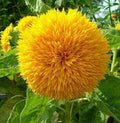 RattleFree Sunflower Seeds 50 Count | Teddy Bear Variety | Heirloom & Non-GMO | Helianthus annuus