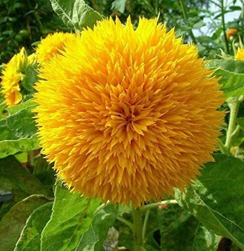 RattleFree Sunflower Seeds 50 Count | Teddy Bear Variety | Heirloom & Non-GMO | Helianthus annuus