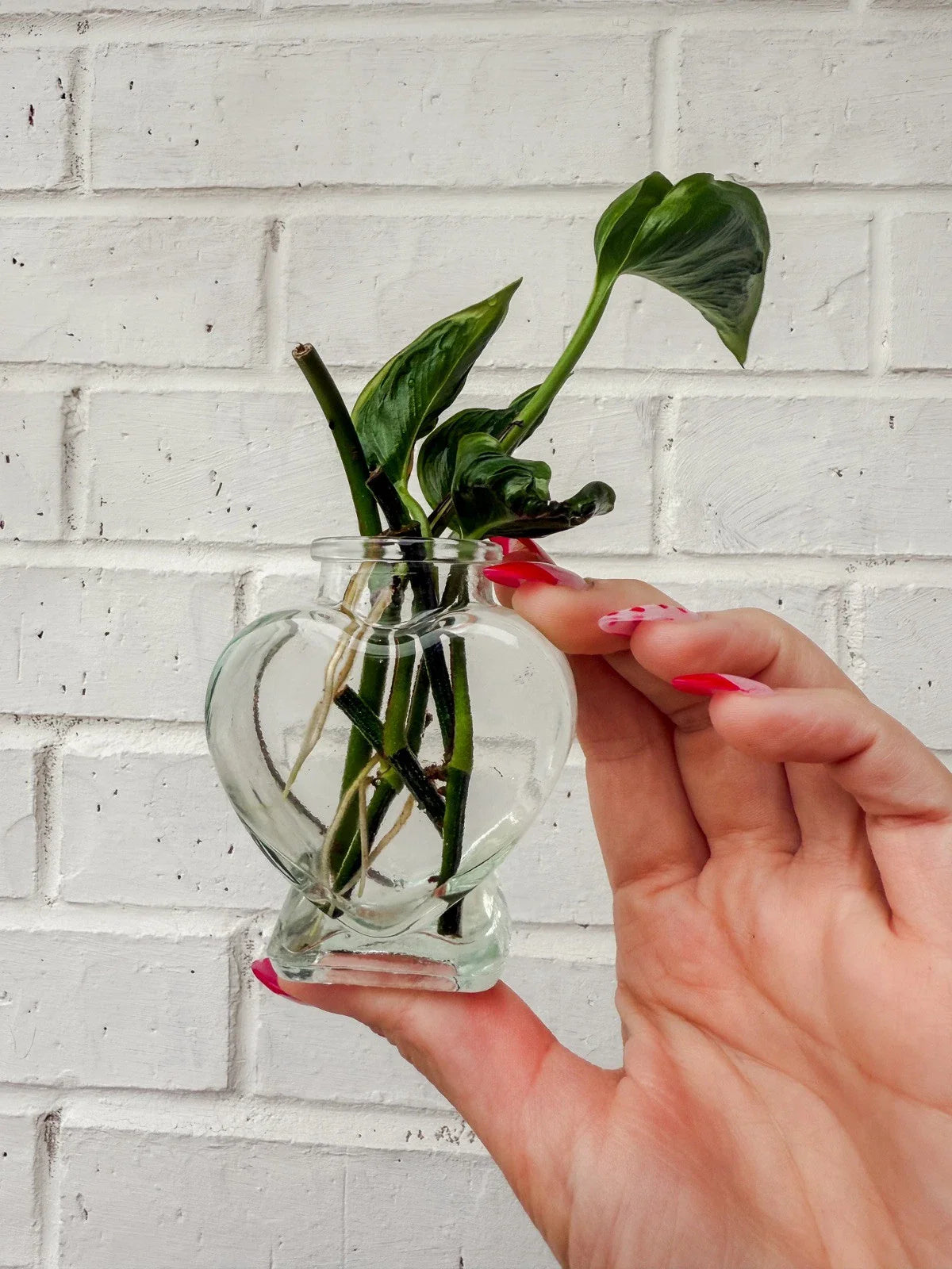 Rooted Cuttings - Shangri Ooh La La | Unique Houseplant Cuttings | Indoor Plant Decor | Rare Variety