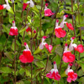 Hot Lips Salvia Seeds - 50 Pack Perennial Flower Seeds for Hummingbirds - Salvia microphylla