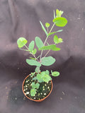 Eucalyptus cinerea Plant - Silver Dollar Eucalyptus, Rooted in 3" Pot, Live Houseplant