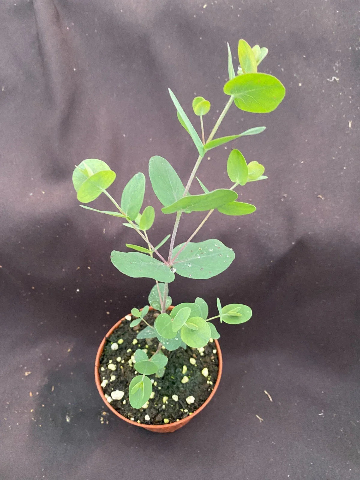 Eucalyptus cinerea Plant - Silver Dollar Eucalyptus, Rooted in 3" Pot, Live Houseplant