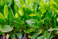 Large Leaf Sorrel Seeds, Heirloom NON-GMO, Various Sizes, Rumex acetosa, Free Shipping