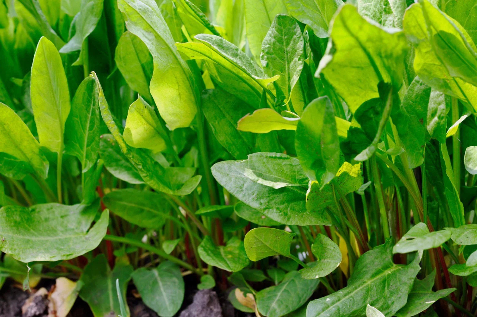 Large Leaf Sorrel Seeds, Heirloom NON-GMO, Various Sizes, Rumex acetosa, Free Shipping