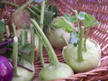 Kohlrabi Seeds - 400 Seeds - Early White Vienna - Brassica oleracea - Non-GMO, Heirloom, Vegetable Gardening