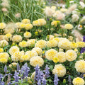 African Marigold Seeds - MOONLIGHT 50 Non-GMO Seeds - Double Blooms for Beneficial Bees - Tagetes erecta