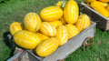 Gold Hybrid Watermelon Seeds - 50+ Pack - High Yield Variety - Citrullus lanatus - USA Grown - Free Shipping