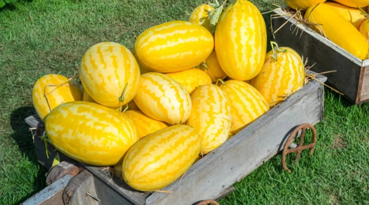 Gold Hybrid Watermelon Seeds - 50+ Pack - High Yield Variety - Citrullus lanatus - USA Grown - Free Shipping
